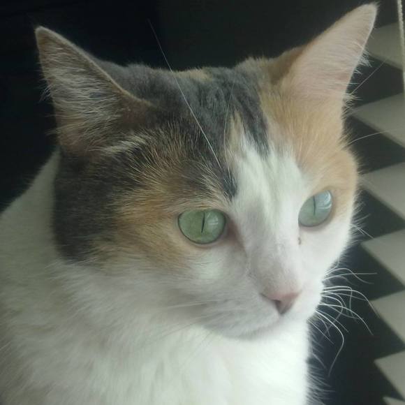 Meet your Posher, Gia - Picture 1 of 1